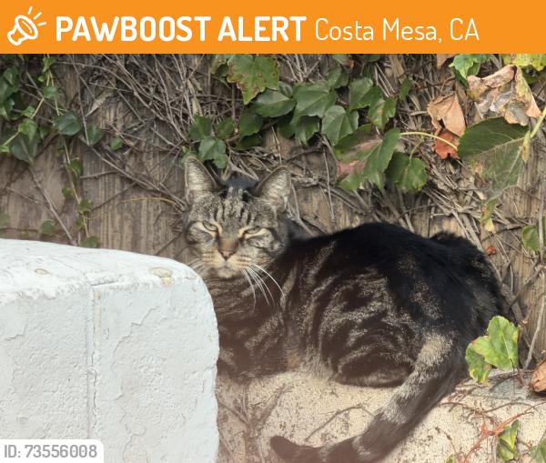 Found/Stray Unknown Cat last seen 18th st, Costa Mesa, CA 92627