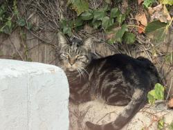 Found/Stray Unknown Cat last seen 18th st, Costa Mesa, CA 92627