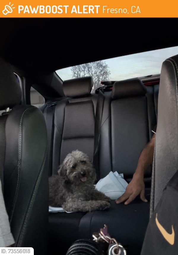 Found/Stray Female Dog last seen Ashlan & cedar by stop sign, Fresno, CA 93726