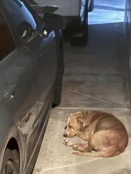 Found/Stray Unknown Dog last seen Lewis and market long beach, Long Beach, CA 90805