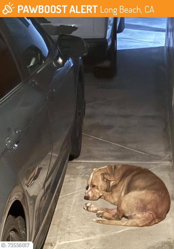 Found/Stray Unknown Dog last seen Lewis and market long beach, Long Beach, CA 90805