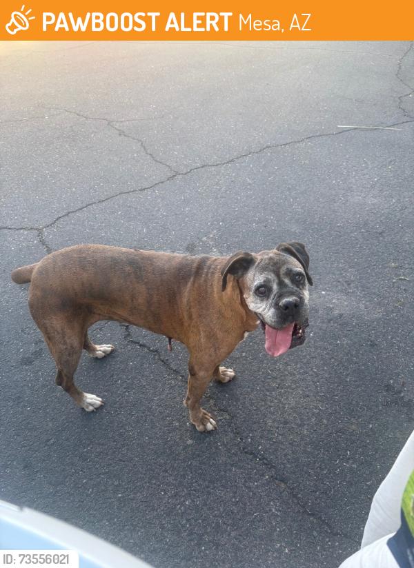 Found/Stray Female Dog last seen Alma School and 8th Street, Mesa, AZ 85210