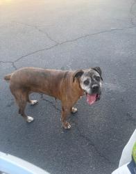 Found/Stray Female Dog last seen Alma School and 8th Street, Mesa, AZ 85210