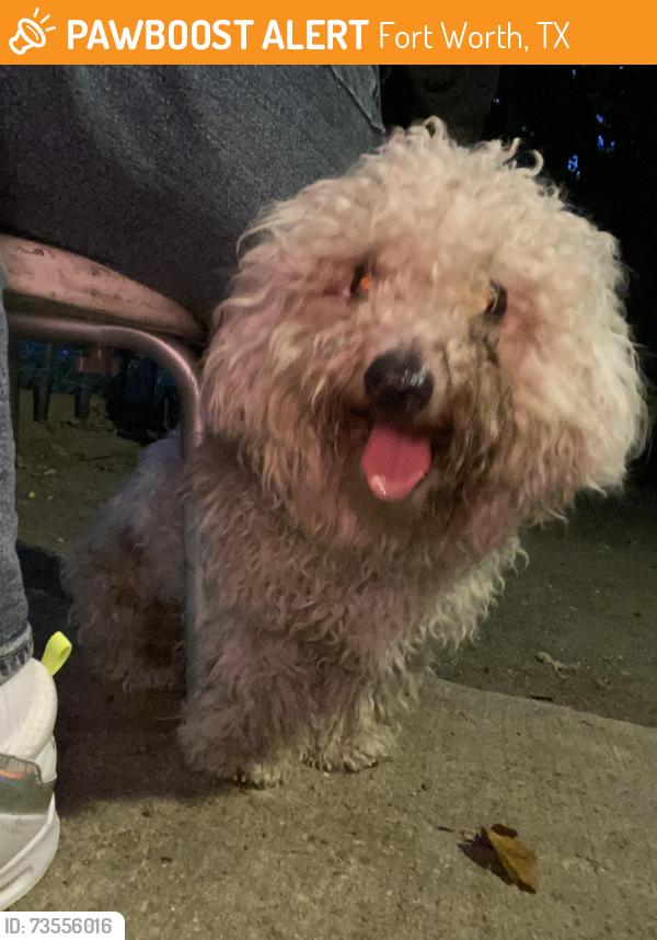 Found/Stray Male Dog last seen Near the train tracks, Fort Worth, TX 76104
