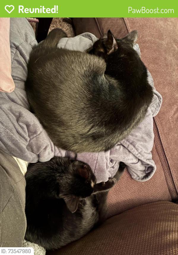 Reunited Male Cat last seen Crow road & Crow Drive, near Warbington Farms heading west, Forsyth County, GA 30041