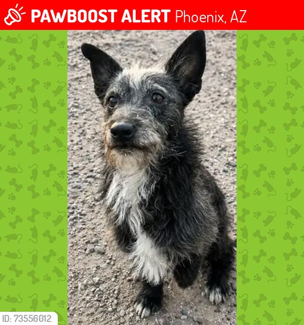 Lost Male Dog last seen Maurice C. Cash Elementary School, Phoenix, AZ 85041