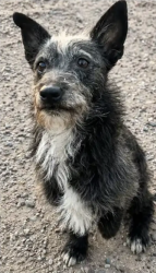 Lost Male Dog last seen Maurice C. Cash Elementary School, Phoenix, AZ 85041