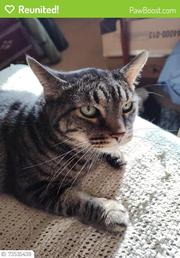 Reunited Female Cat last seen On 67 South of Muncie between Hoyt and Bell Creek Rd, Muncie, IN 47302