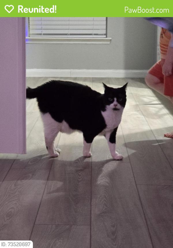 Reunited Male Cat last seen Aspen Lane & Clover Hill, Mansfield, TX 76063