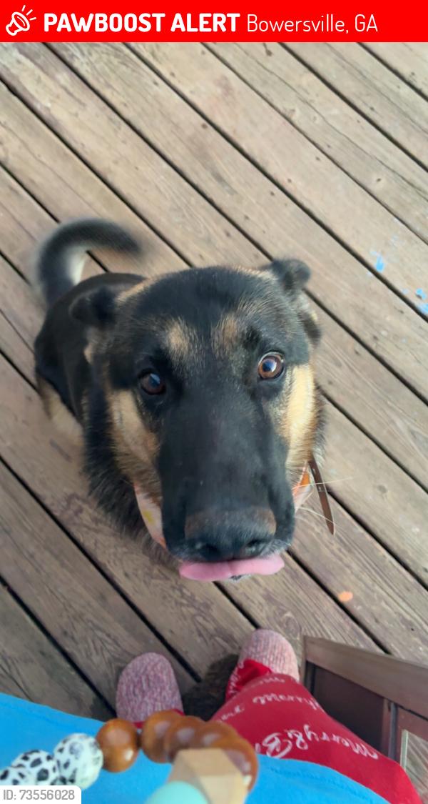 Lost Male Dog last seen Airline store, Bowersville, GA 30516