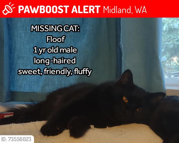 Lost Male Cat last seen 104th St E & McKinley Ave, Tacoma, WA 98445, Midland, WA 98445