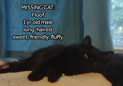 Lost Male Cat last seen 104th St E & McKinley Ave, Tacoma, WA 98445, Midland, WA 98445