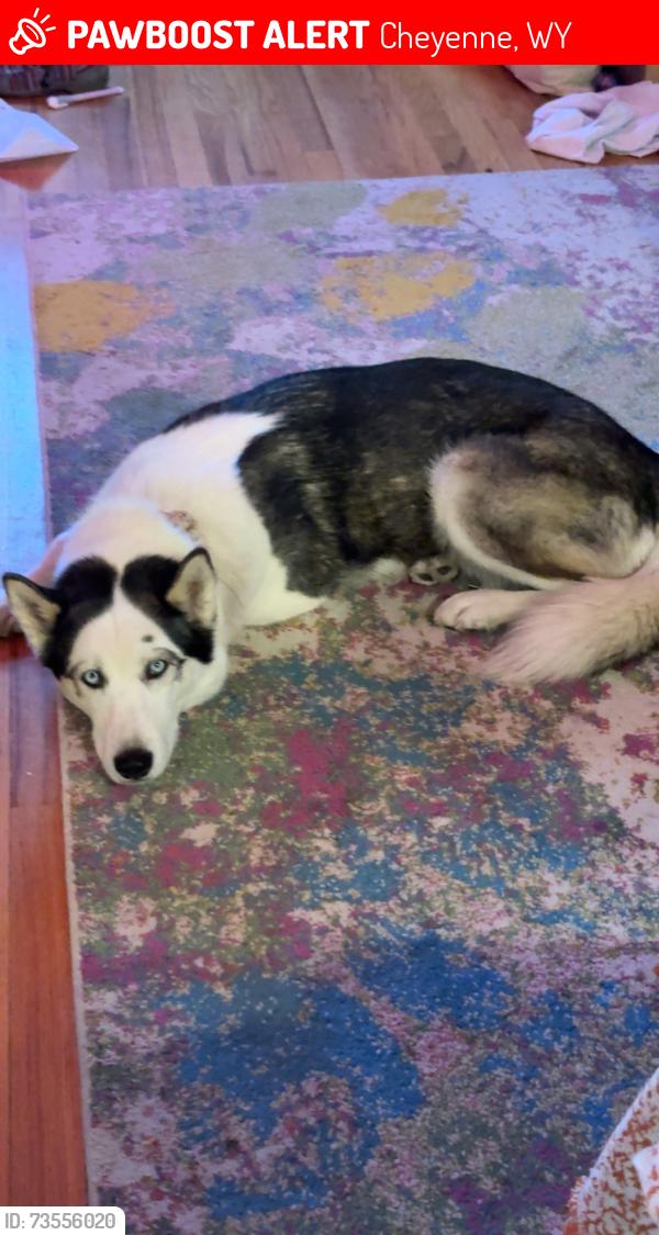 Lost Female Dog last seen E 20th at and Hugur Ave, Cheyenne, WY 82001