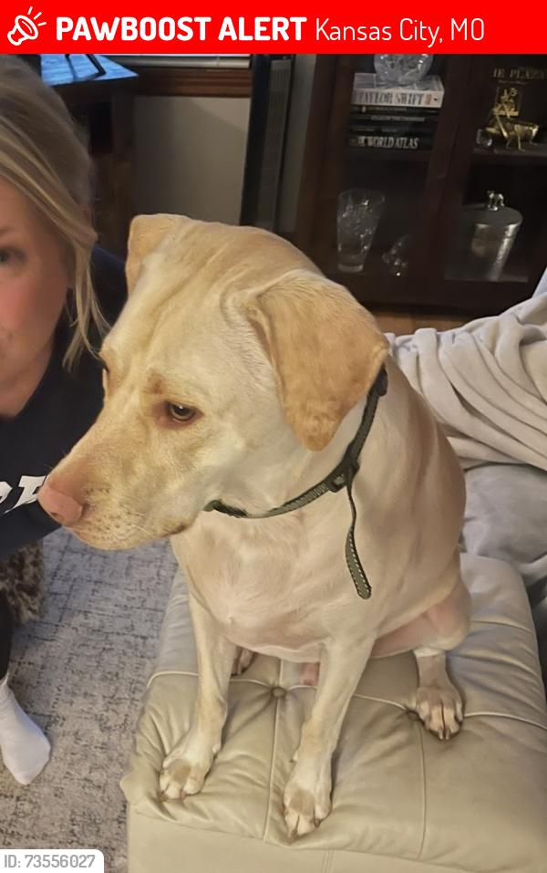 Lost Male Dog last seen Gregory Blvd. and Cherry Waldo/ Brookside, Kansas City, MO 64131