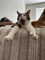 Lost Male Cat last seen Highway 99, Snohomish, WA 98296