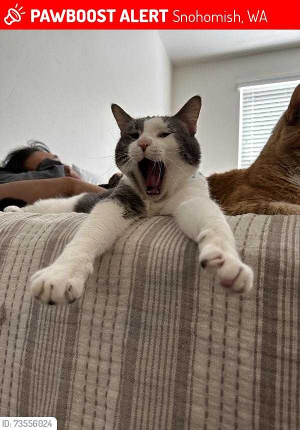 Lost Male Cat last seen Highway 99, Snohomish, WA 98296