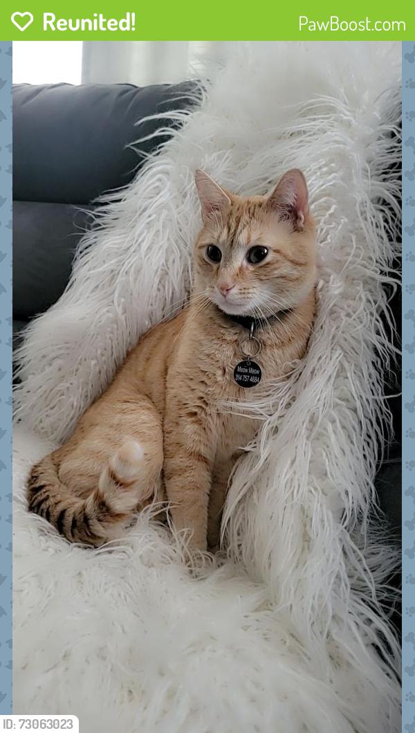 Reunited Male Cat last seen Bellefontaine and Chambers family dollar, St. Louis, MO 63137