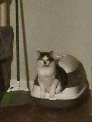 Lost Male Cat last seen Near Idlewild St Commerce City, CO 80022, Commerce City, CO 80022