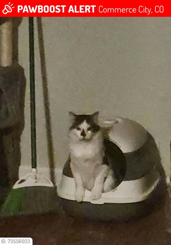 Lost Male Cat last seen Near Idlewild St Commerce City, CO 80022, Commerce City, CO 80022