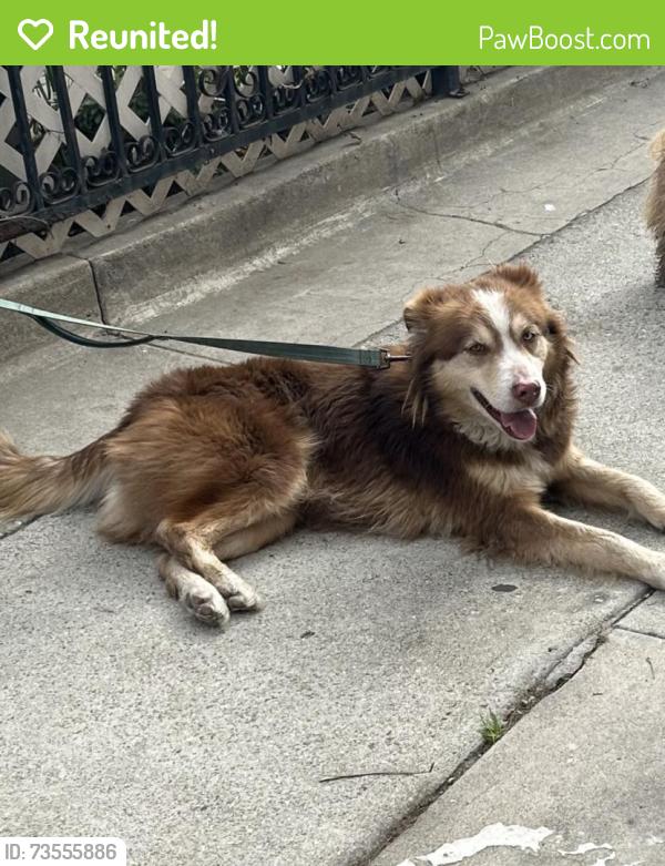 Reunited Female Dog last seen Wall st and 48th st, Los Angeles, CA 90011
