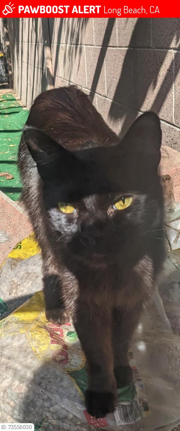 Lost Male Cat last seen Across from LBCC Veterans Stadium, Long Beach, CA 90808