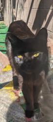 Lost Male Cat last seen Across from LBCC Veterans Stadium, Long Beach, CA 90808