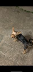 Lost Male Dog last seen Shannon hills dr near cook rd, Houston, TX 77099