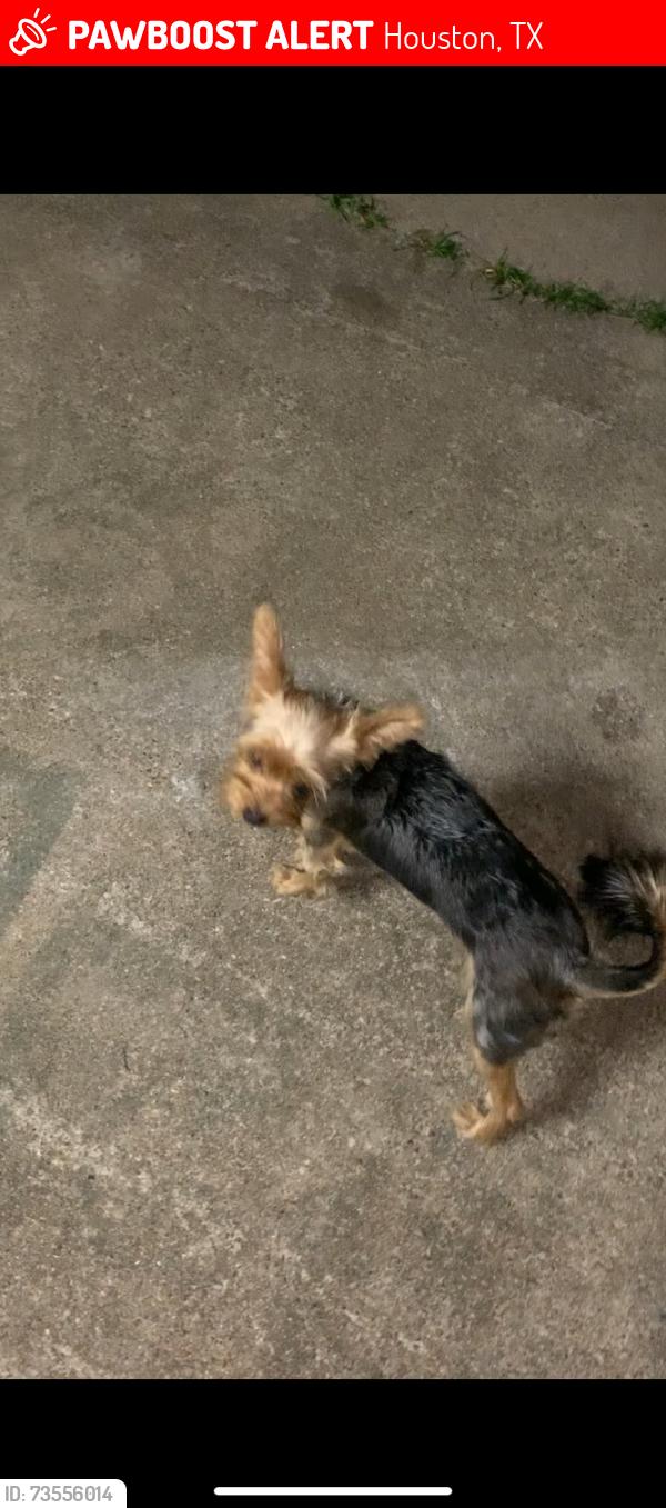 Lost Male Dog last seen Shannon hills dr near cook rd, Houston, TX 77099