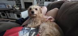 Lost Female Dog last seen Black Cat & Columbia, Nampa, ID 83687