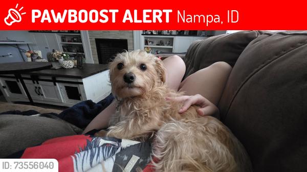 Lost Female Dog last seen Black Cat & Columbia, Nampa, ID 83687