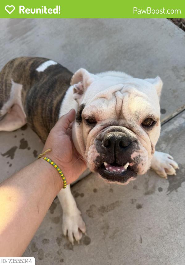 Reunited Female Dog last seen Citroen, Citroen St,  89142