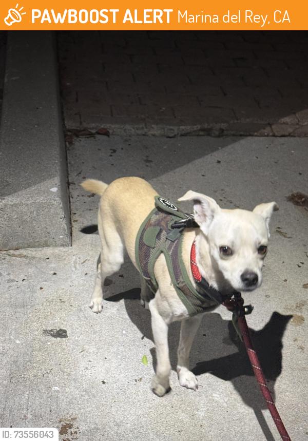 Found/Stray Male Dog last seen Washington and via dolce, Marina del Rey, CA 90292