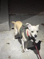 Found/Stray Male Dog last seen Washington and via dolce, Marina del Rey, CA 90292