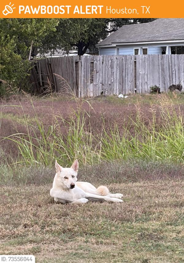 Found/Stray Male Dog last seen 12801–12805 Clarewood Dr Houston, TX 77072 United States, Houston, TX 77072