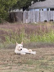 Found/Stray Male Dog last seen 12801–12805 Clarewood Dr Houston, TX 77072 United States, Houston, TX 77072