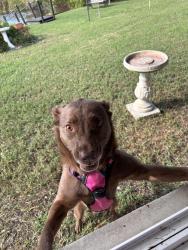 Found/Stray Unknown Dog last seen Landale Dr & Springfield Dr Holiday, Beacon Square, Holiday, FL 34691