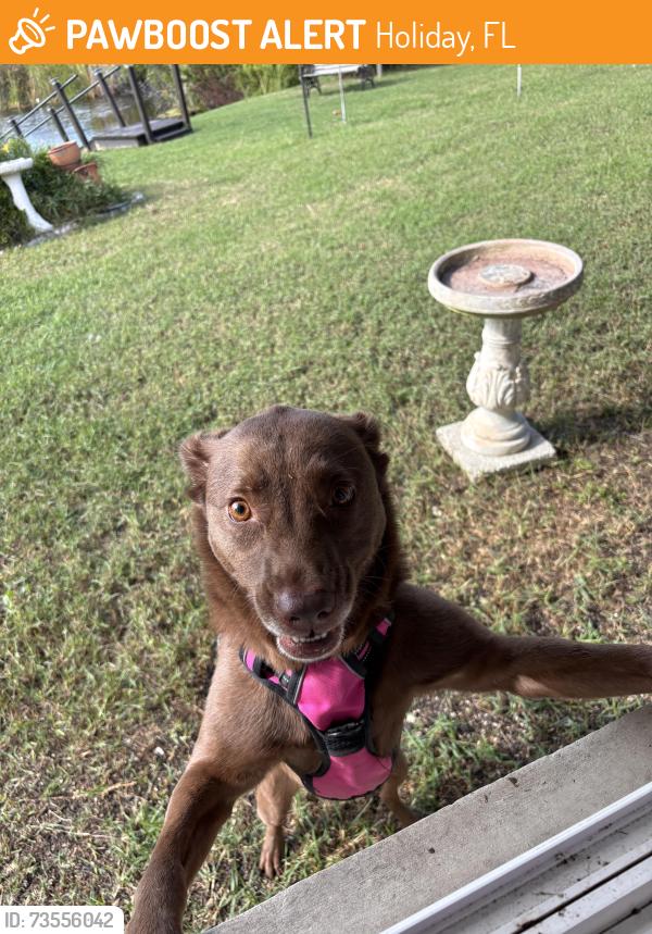 Found/Stray Unknown Dog last seen Landale Dr & Springfield Dr Holiday, Beacon Square, Holiday, FL 34691