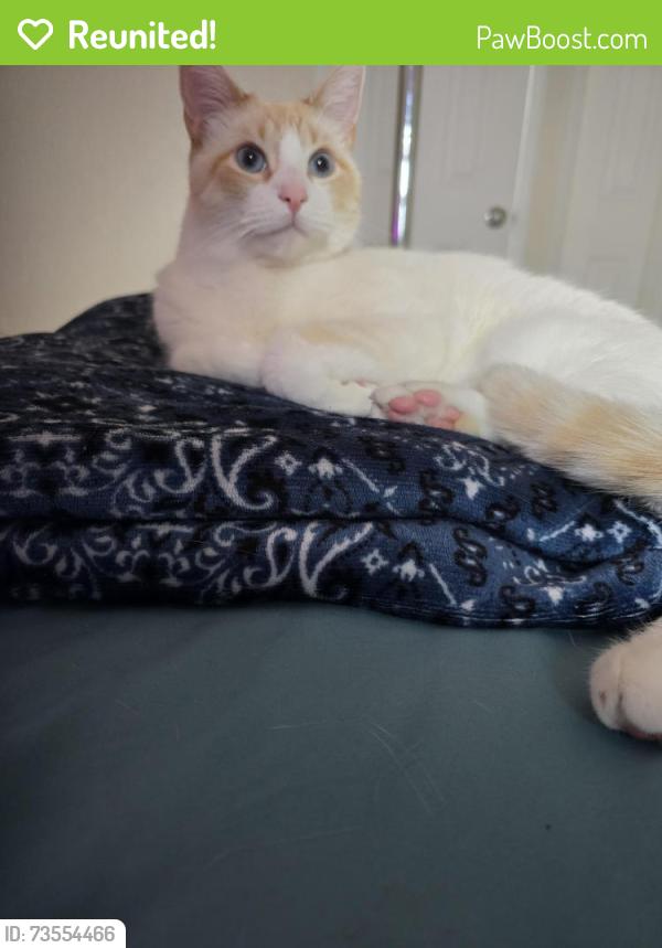 Reunited Male Cat last seen Near and monroe, Hollywood, FL 33020