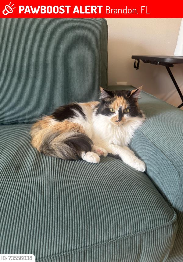 Lost Female Cat last seen Near lake parsons green, Brandon, FL 33511