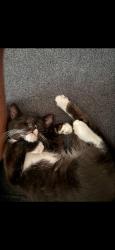 Lost Female Cat last seen In between patrick and sunset on grand canyon, W Beach Rose Ct,  89148
