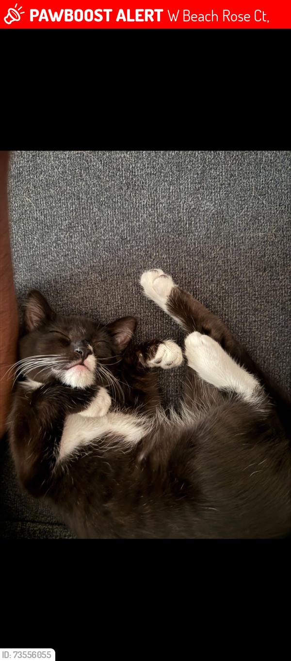 Lost Female Cat last seen In between patrick and sunset on grand canyon, W Beach Rose Ct,  89148