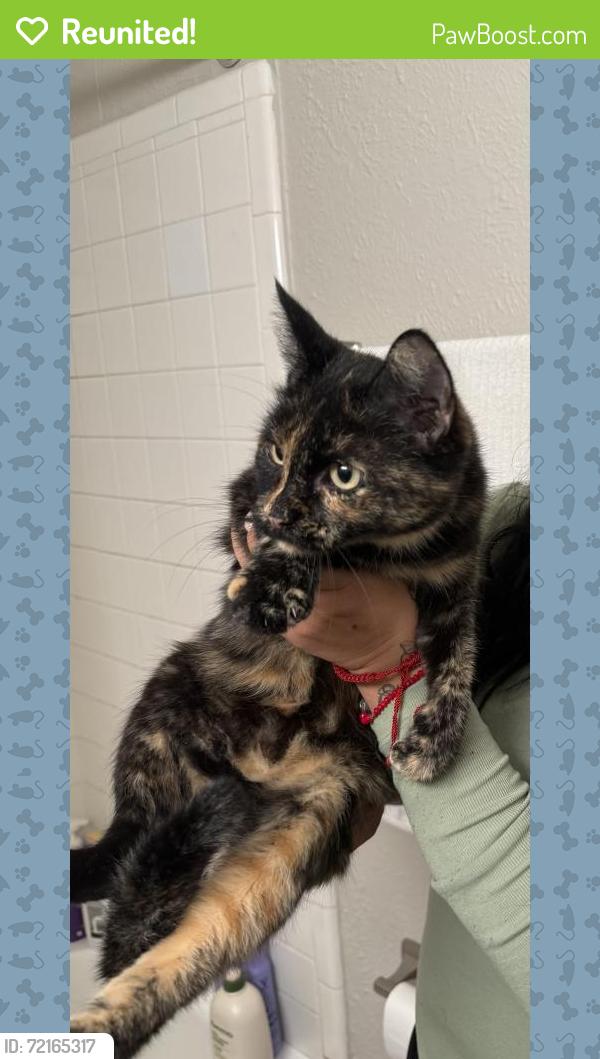 Reunited Unknown Cat last seen Found in my street, Dallas, TX 75217