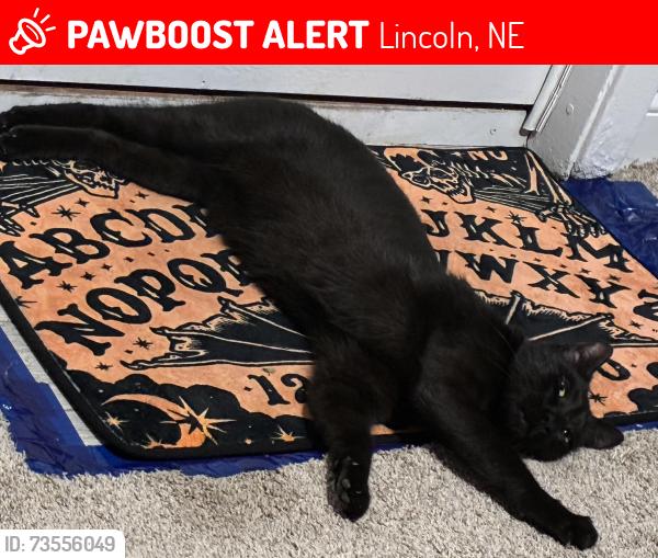 Lost Male Cat last seen 20th garfield, Lincoln, NE 68502
