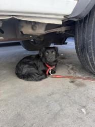Found/Stray Male Dog last seen Near Garfield Ave, Downey, CA 90242