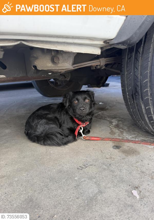 Found/Stray Male Dog last seen Near Garfield Ave, Downey, CA 90242