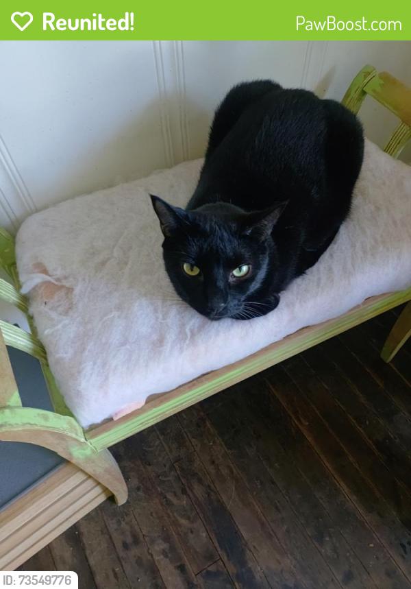 Reunited Male Cat last seen Near La Porte Drive, Waco, TX 76710