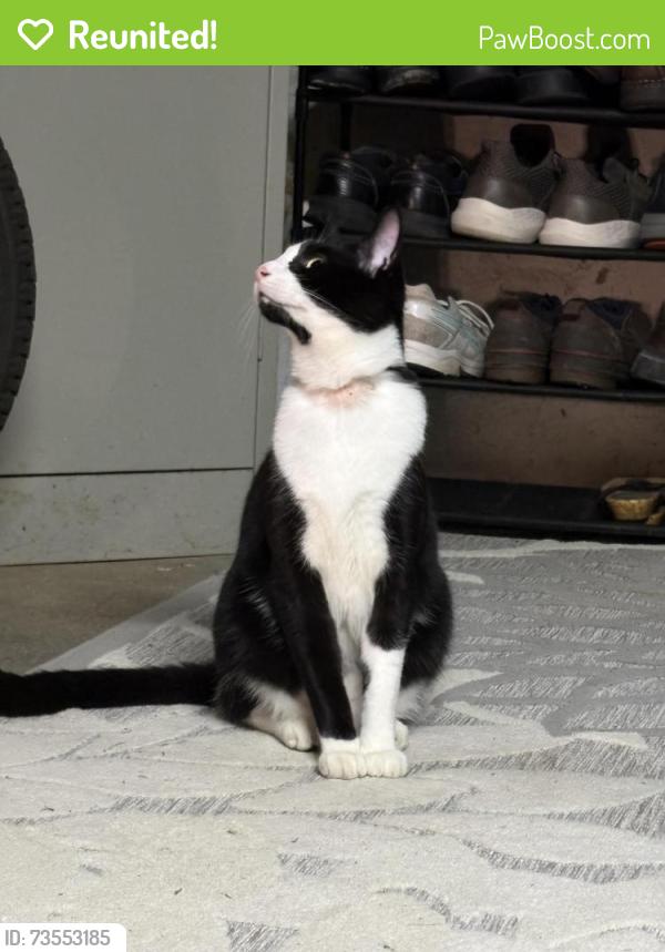 Reunited Male Cat last seen Irwin ave, Pittsburgh, PA 15202