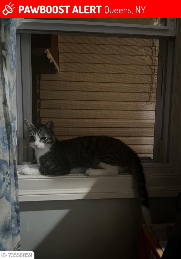 Lost Male Cat last seen Near Ave and 153rd Road, Queens, NY 11433