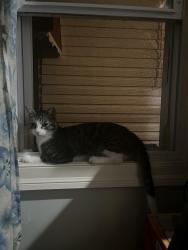Lost Male Cat last seen Near Ave and 153rd Road, Queens, NY 11433