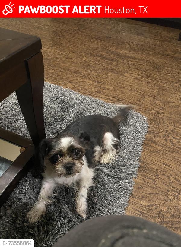 Lost Female Dog last seen Bertwood, Houston, TX 77016